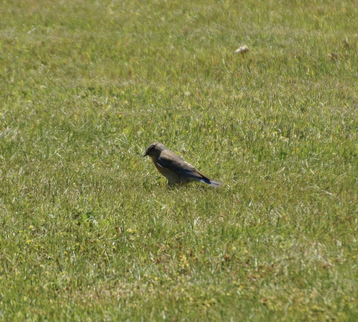 Western Bluebird - ML620350890