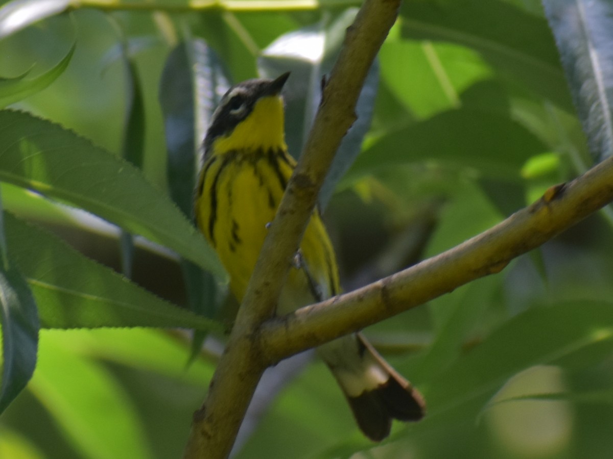 Magnolia Warbler - ML620350919