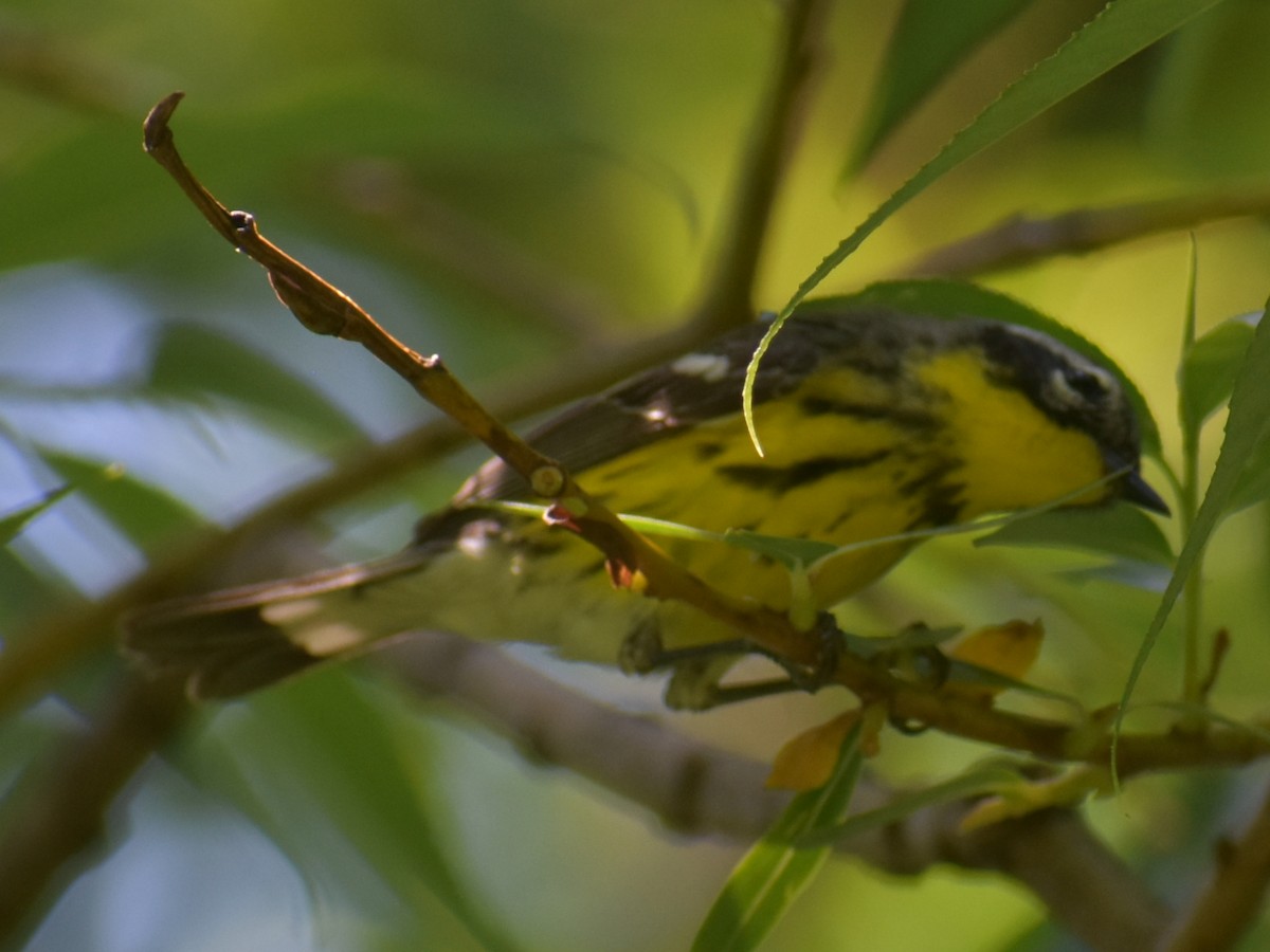 Magnolia Warbler - ML620350921