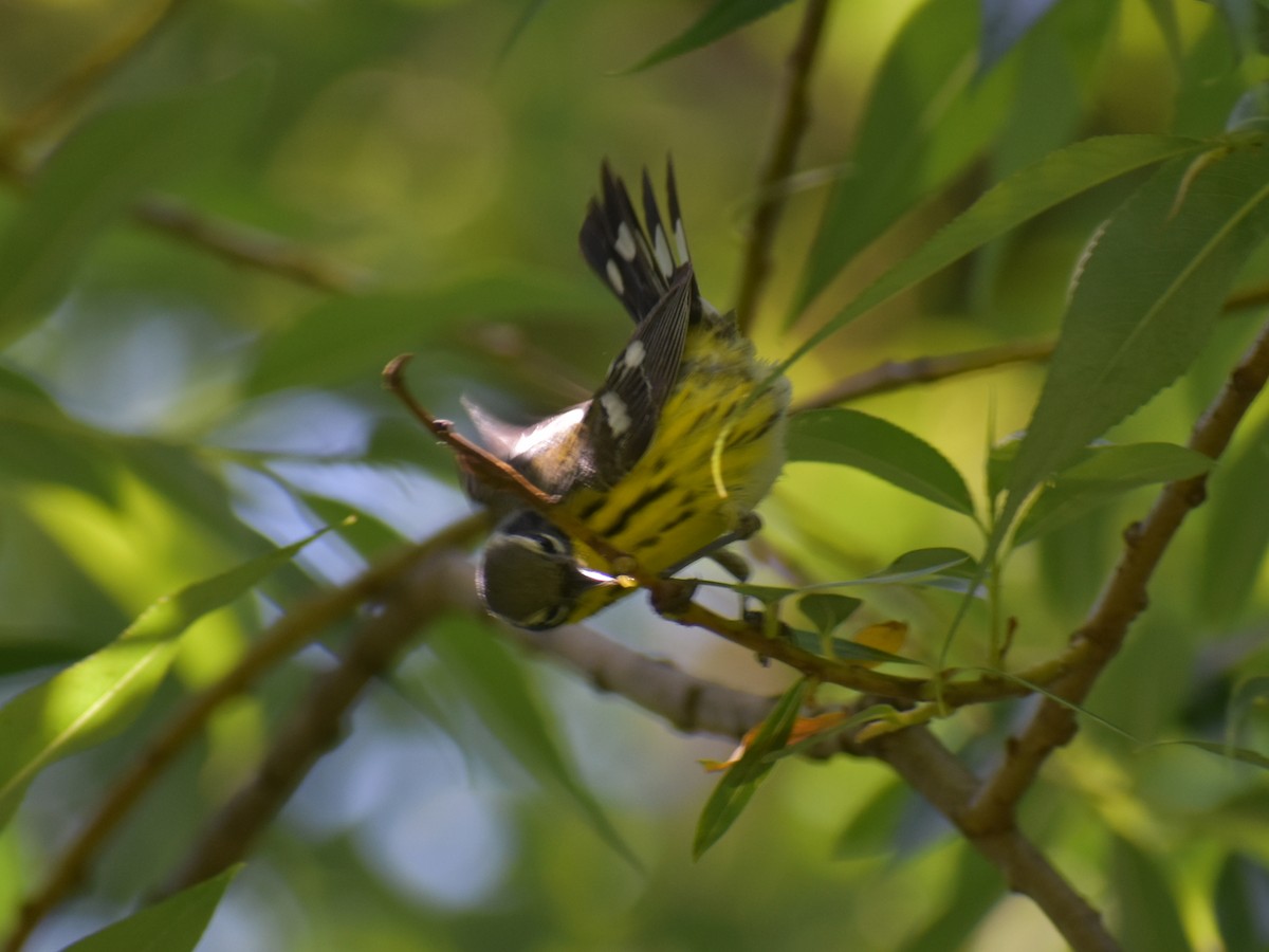 Magnolia Warbler - ML620350923