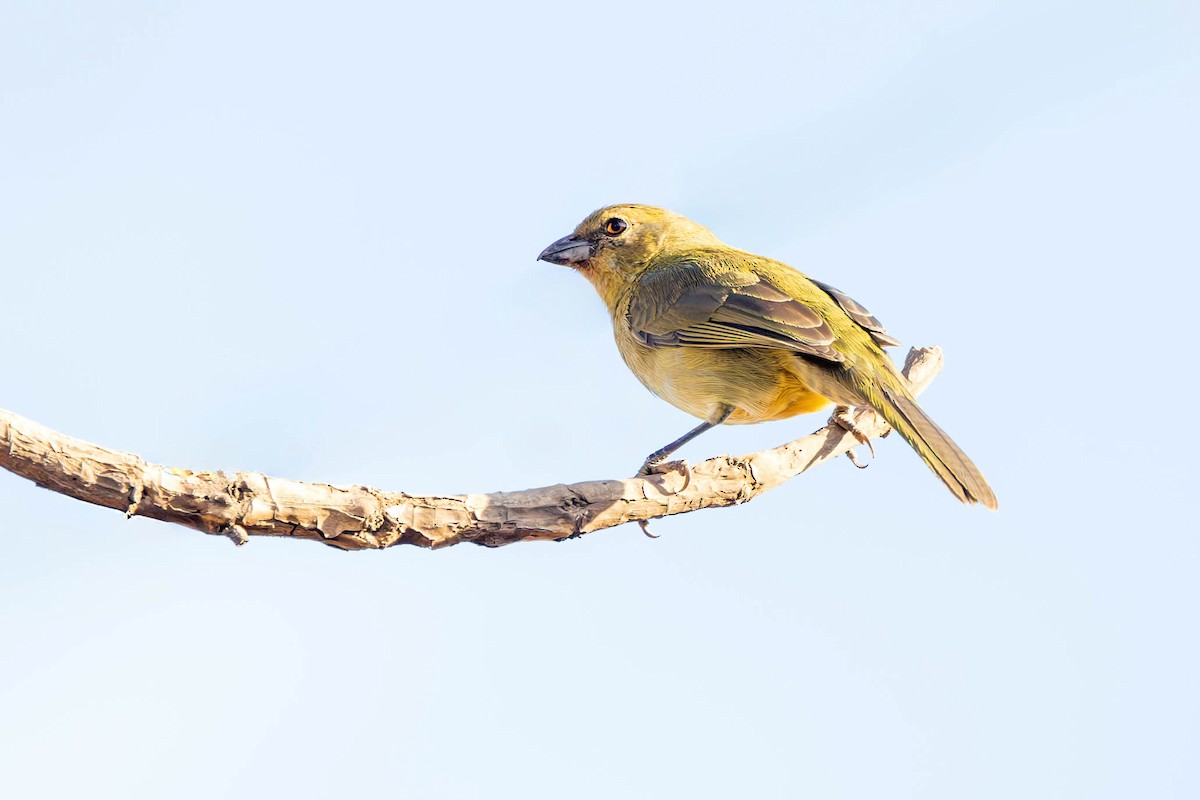 Black-faced Tanager - ML620350927