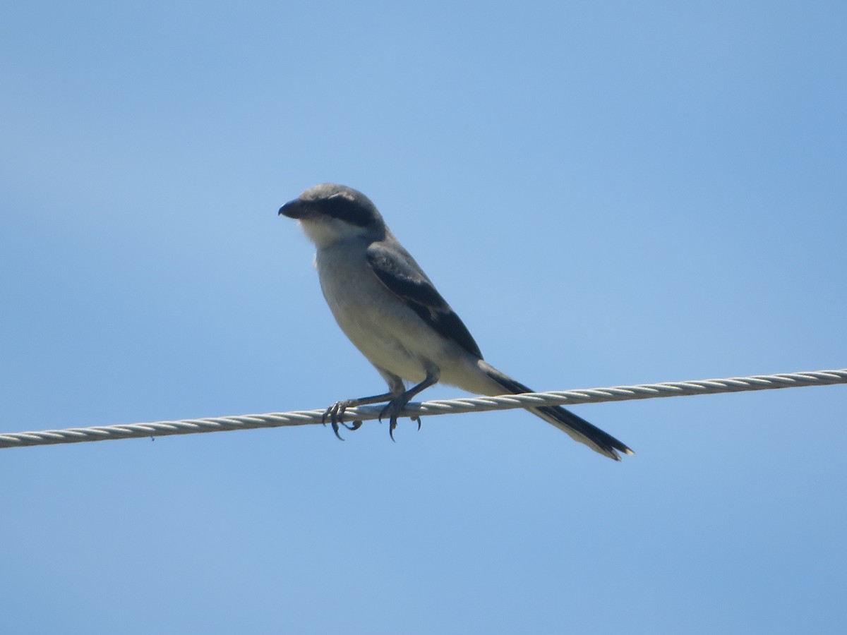 Loggerhead Shrike - ML620350930