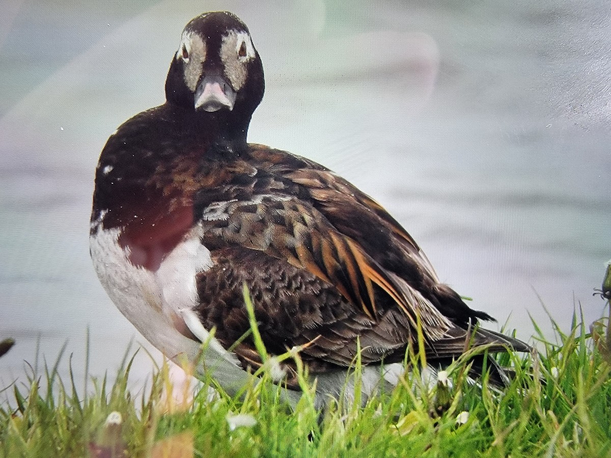 Long-tailed Duck - ML620350934