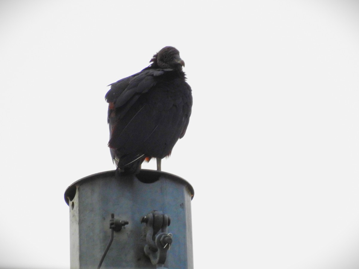 Black Vulture - ML620350935