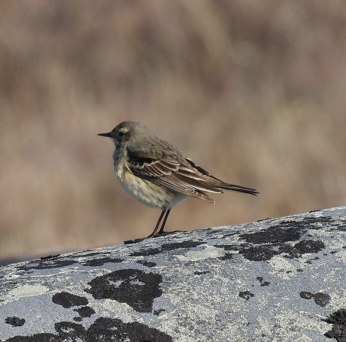 American Pipit - ML620350936