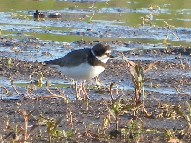 Semipalmated Plover - ML620350937