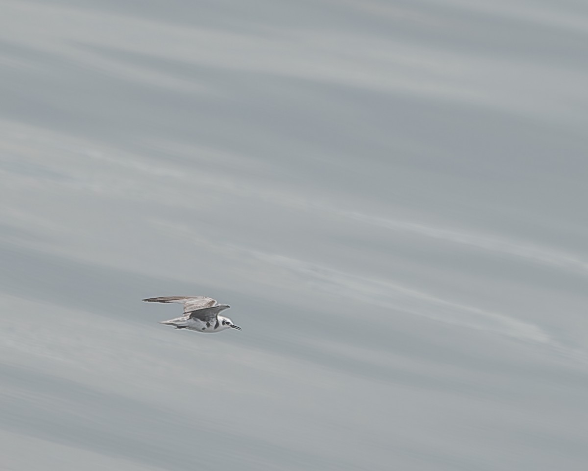 Black Tern - ML620350945
