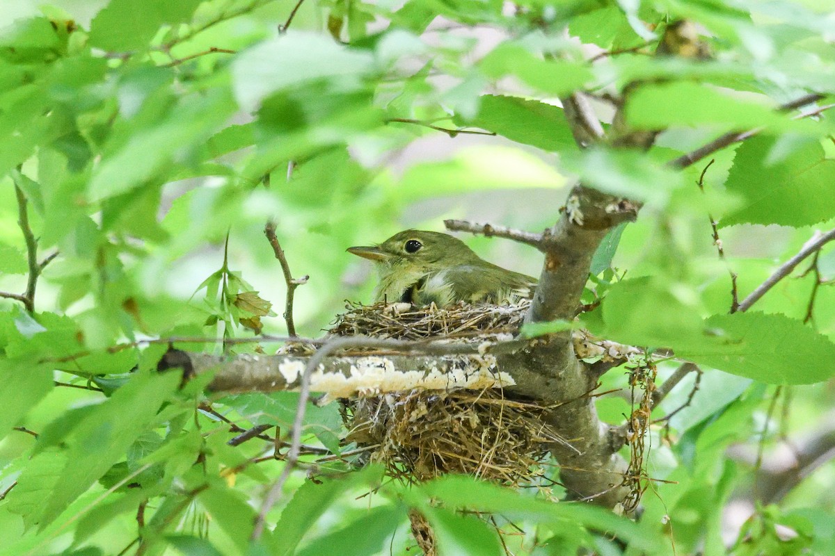 Acadian Flycatcher - ML620350956