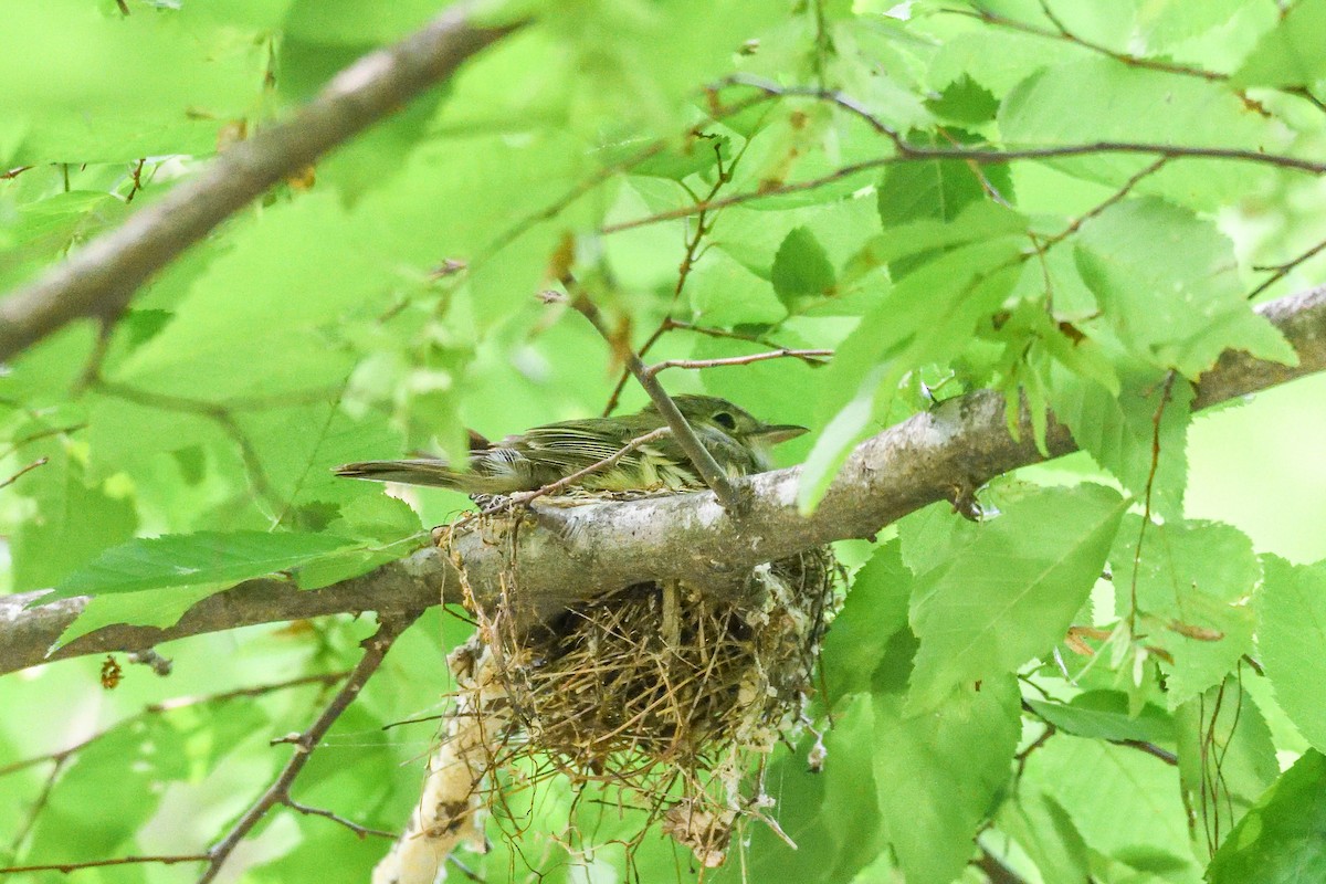 Acadian Flycatcher - ML620350957