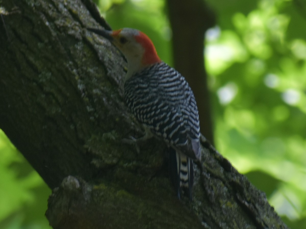 Red-bellied Woodpecker - ML620350962