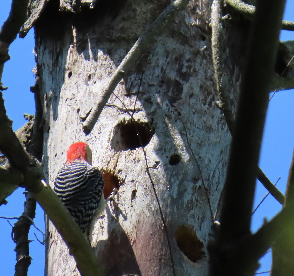 Red-bellied Woodpecker - ML620350965