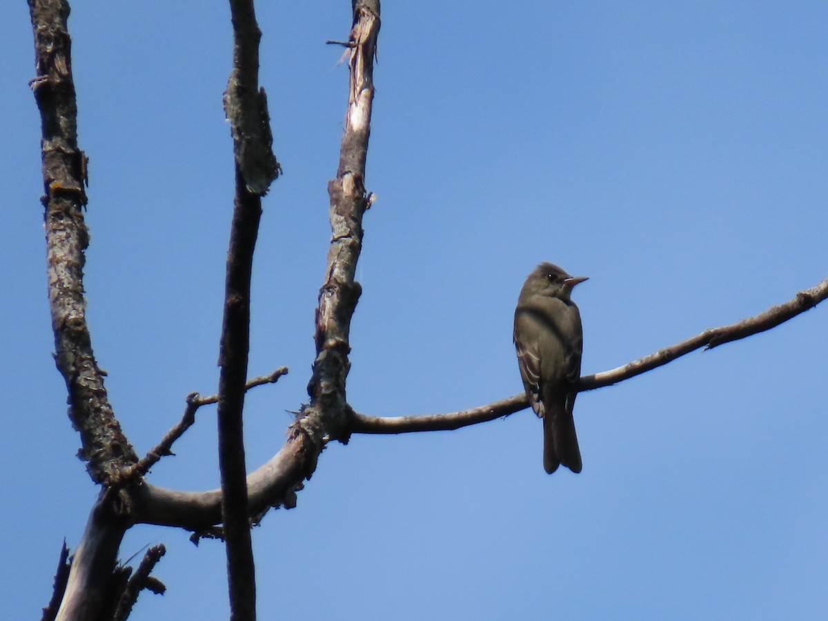 Eastern Wood-Pewee - ML620350978