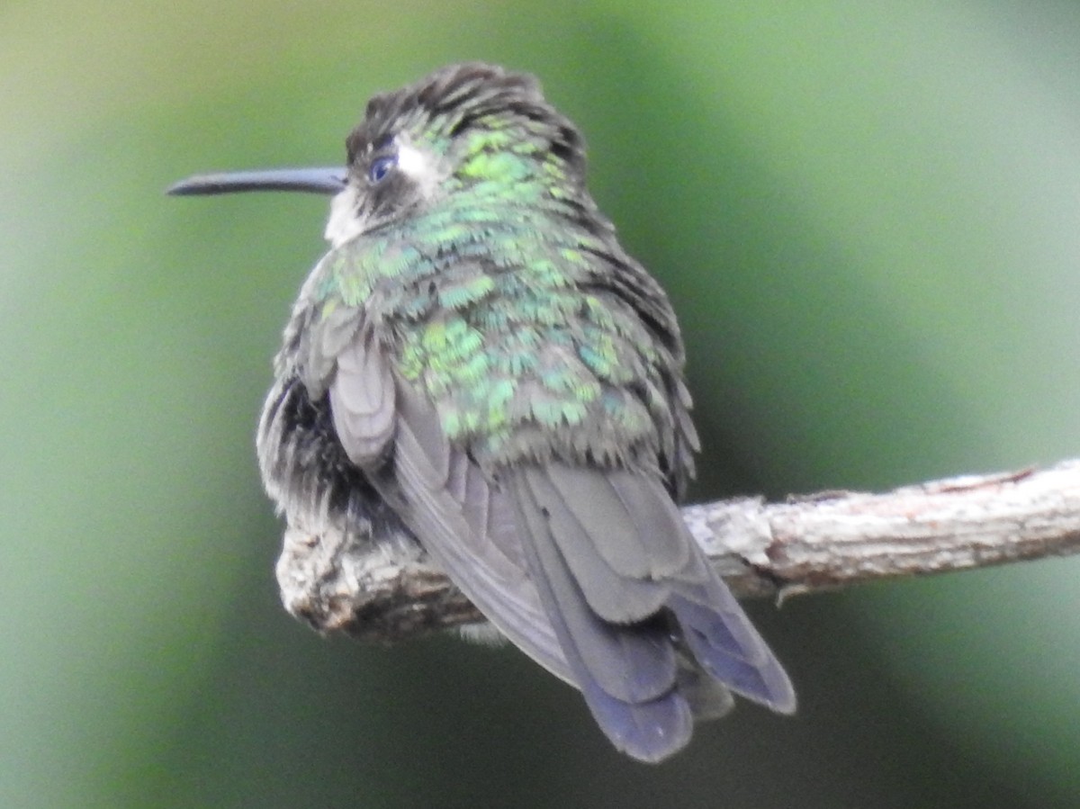 kolibřík kubánský - ML620350982