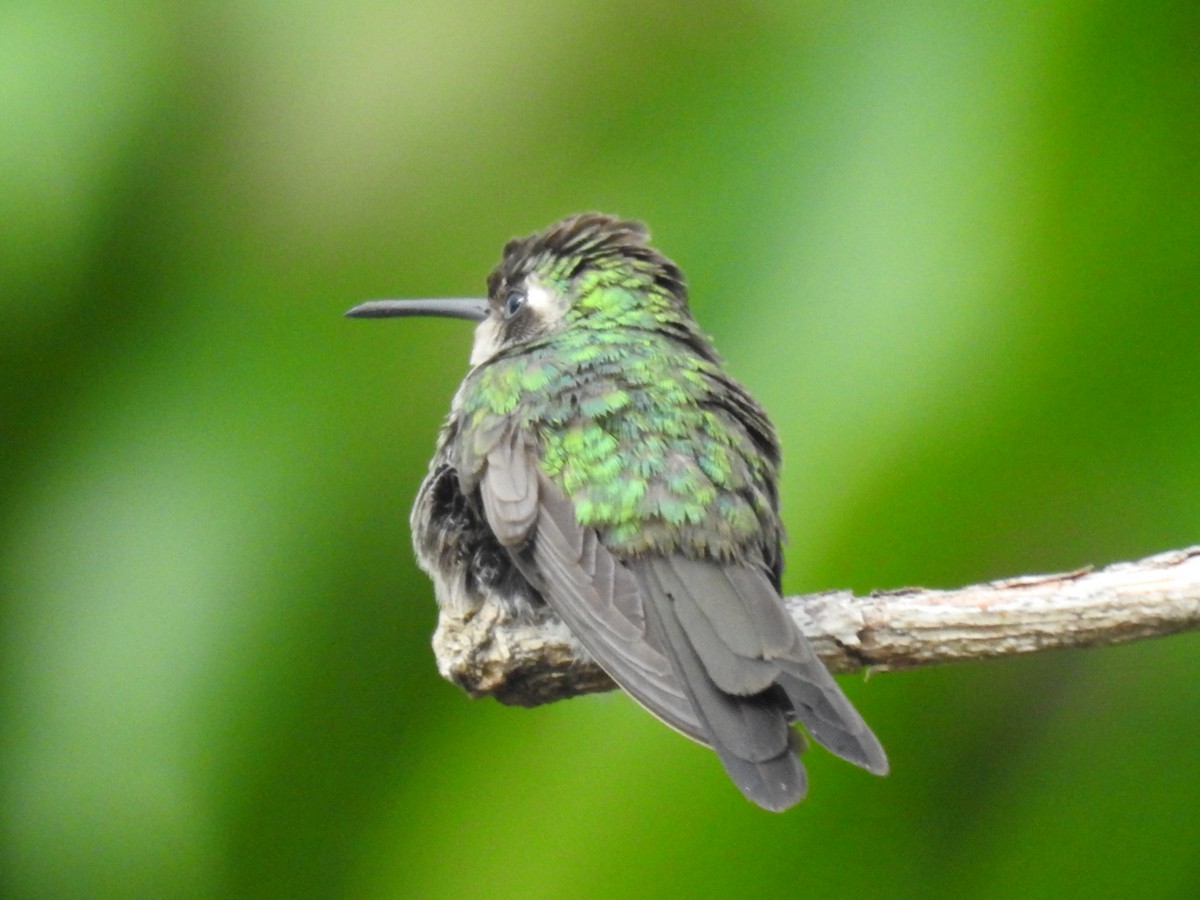 kolibřík kubánský - ML620350984