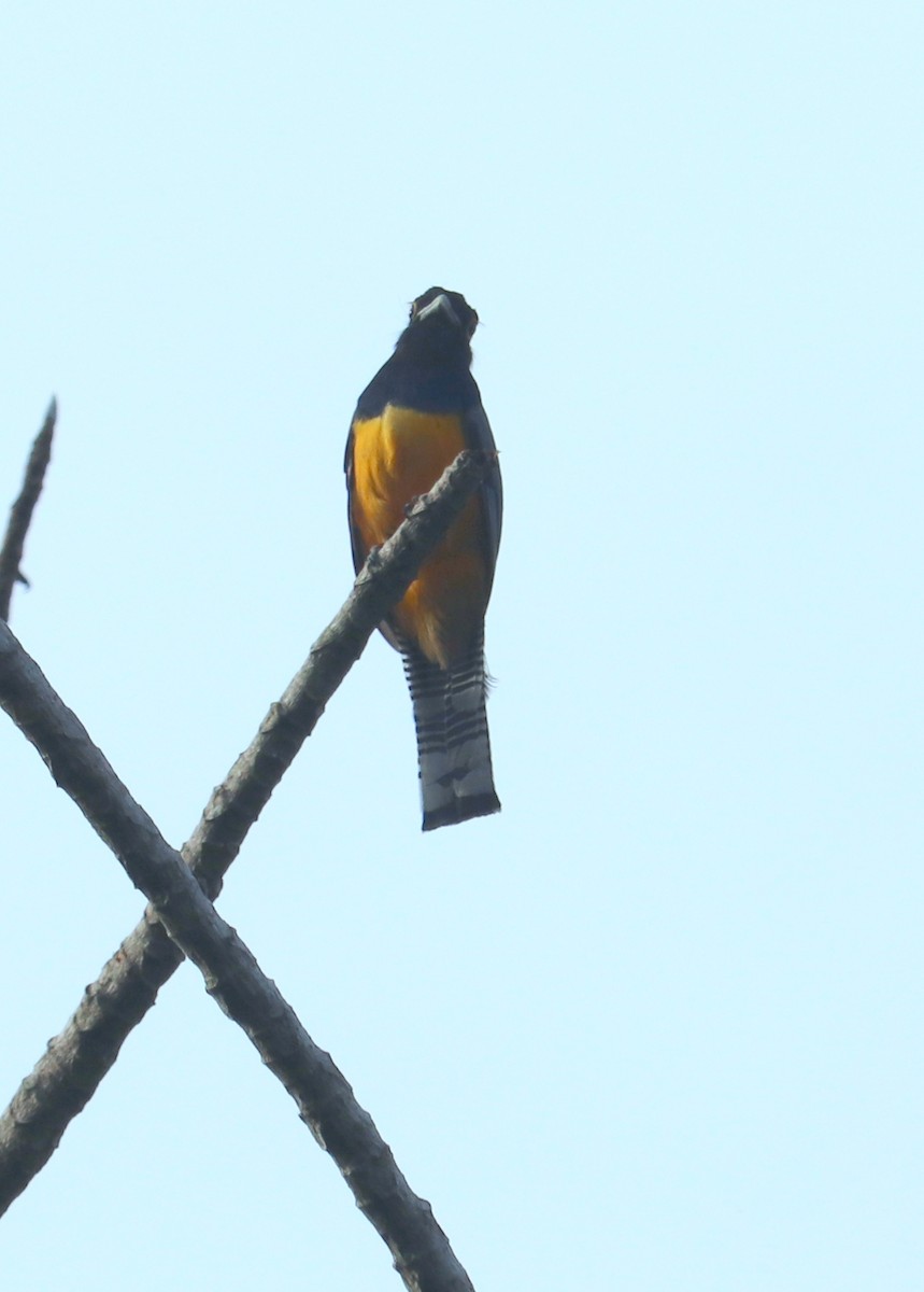 Gartered Trogon - ML620350993