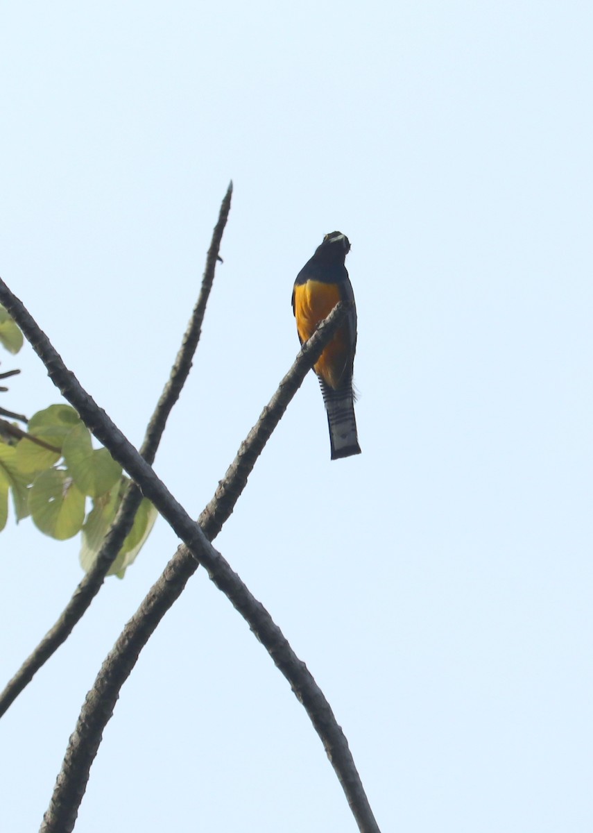 Gartered Trogon - ML620350994