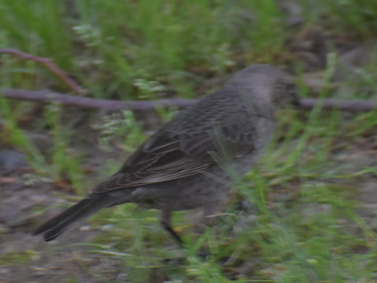 Brown-headed Cowbird - ML620350998