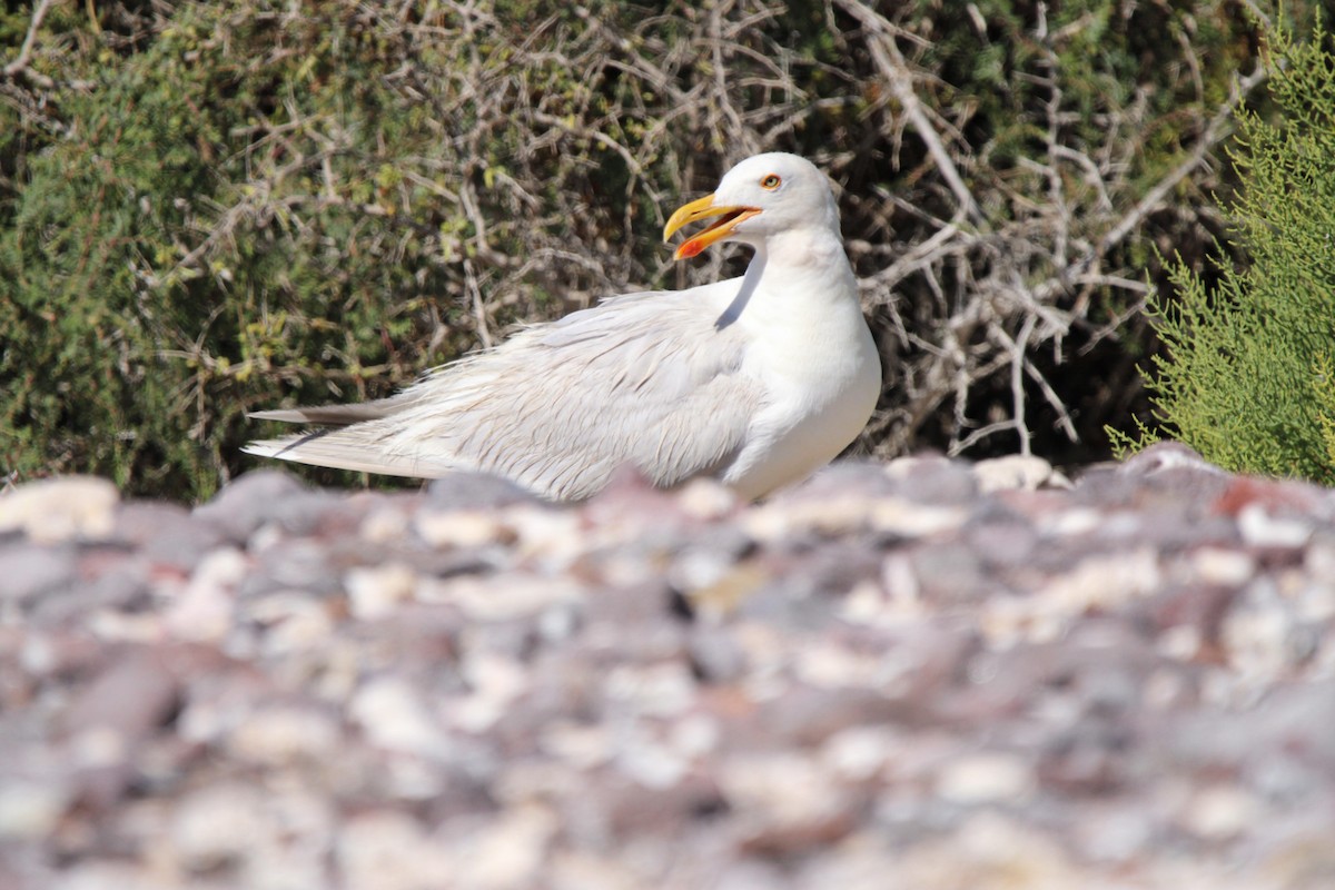 Yellow-footed Gull - ML620351003