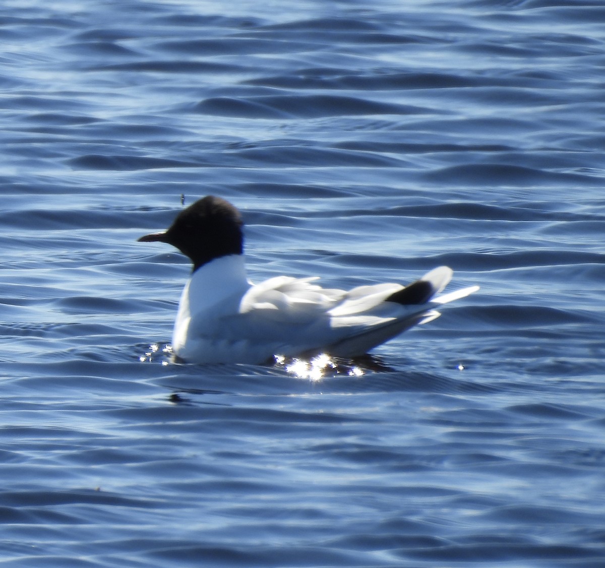 Little Gull - ML620351006