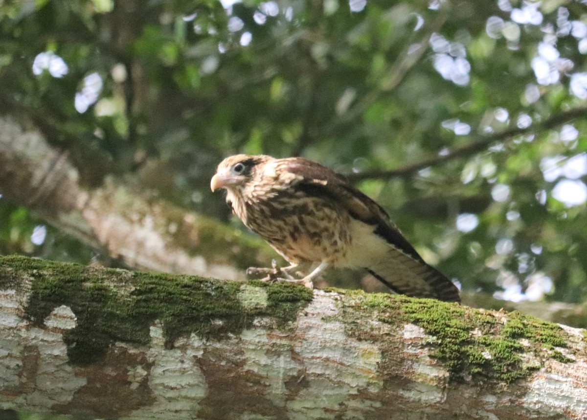 Caracara Chimachima - ML620351011