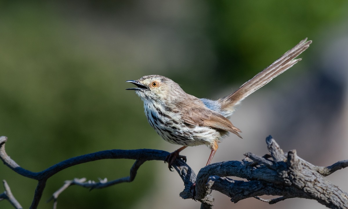 Karoo Prinia - ML620351019