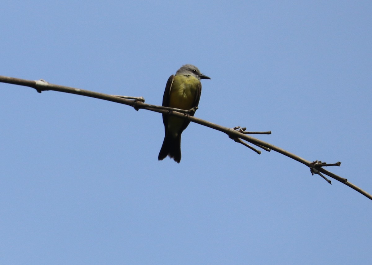 Tropical Kingbird - ML620351041