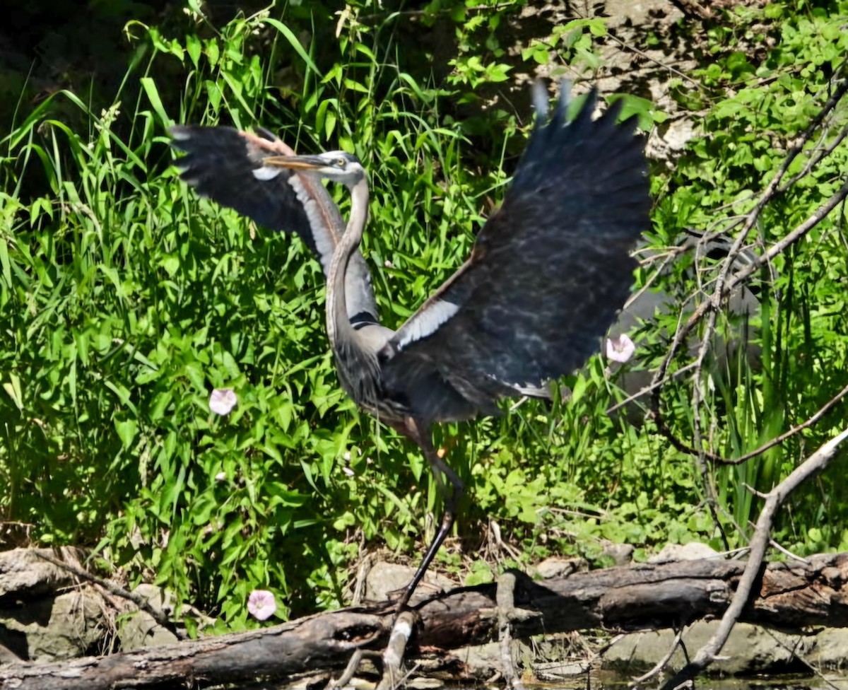 Great Blue Heron - ML620351045