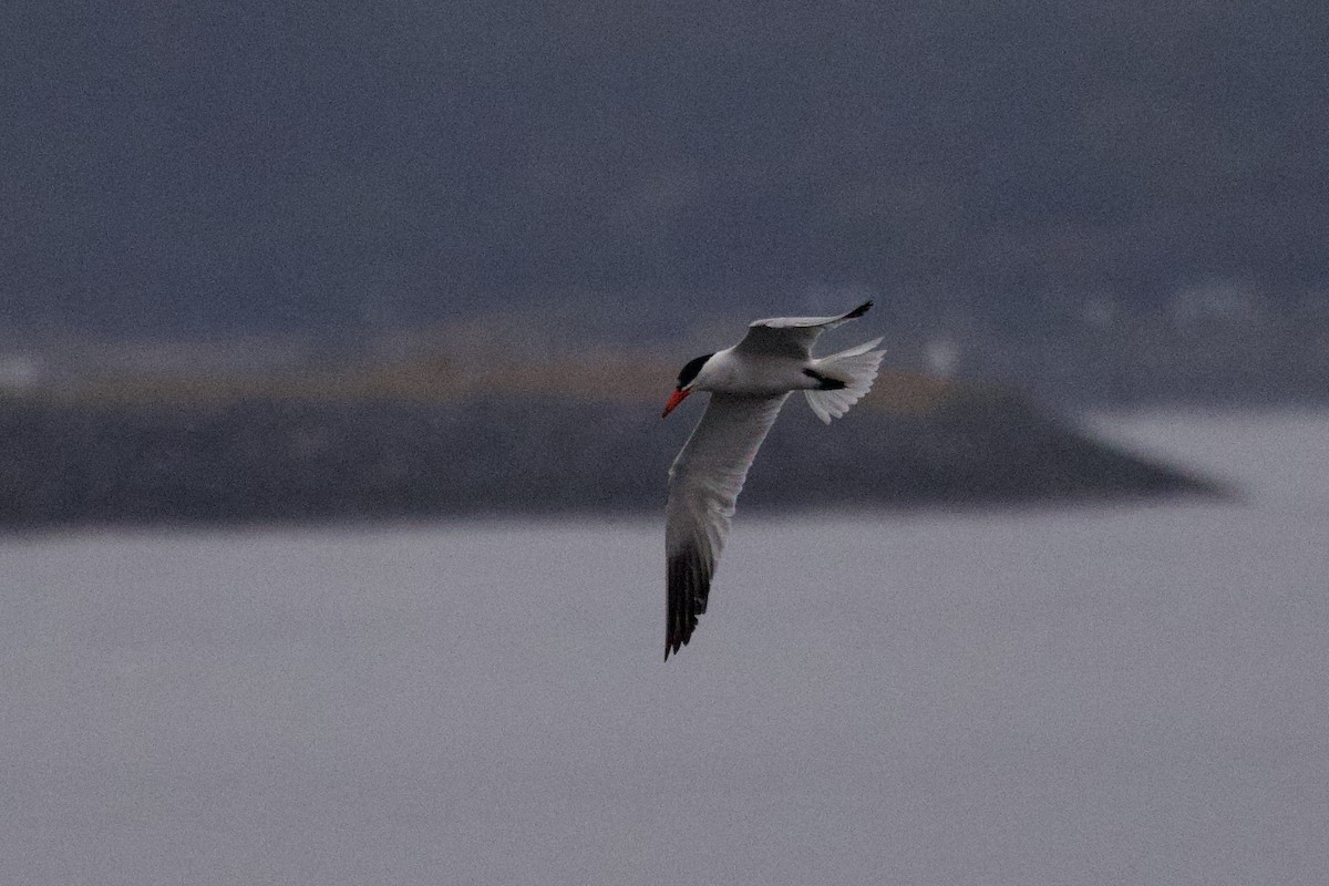 Caspian Tern - John Bruin