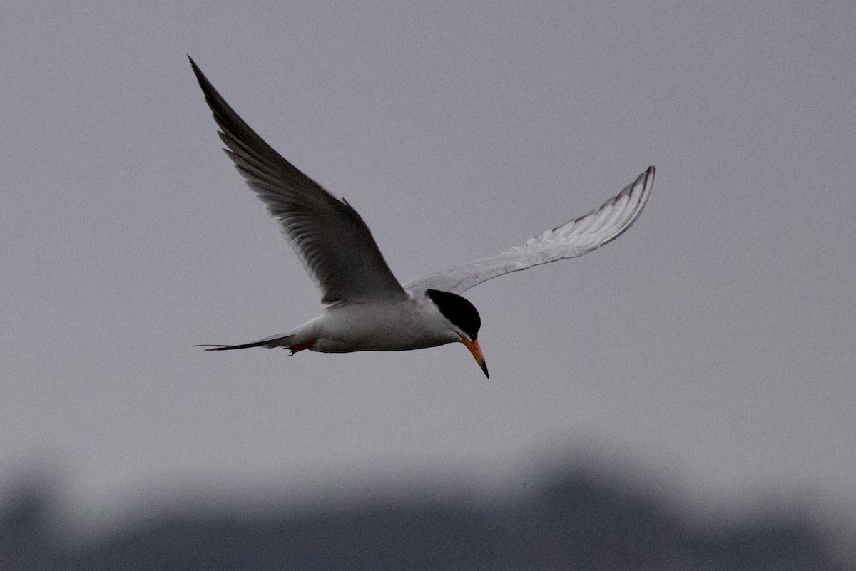 Forster's Tern - ML620351055