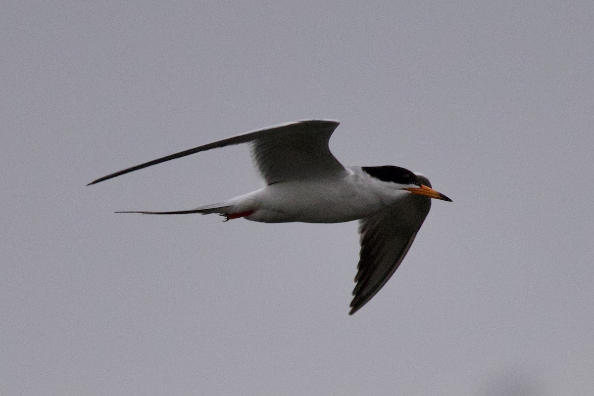 Forster's Tern - ML620351056