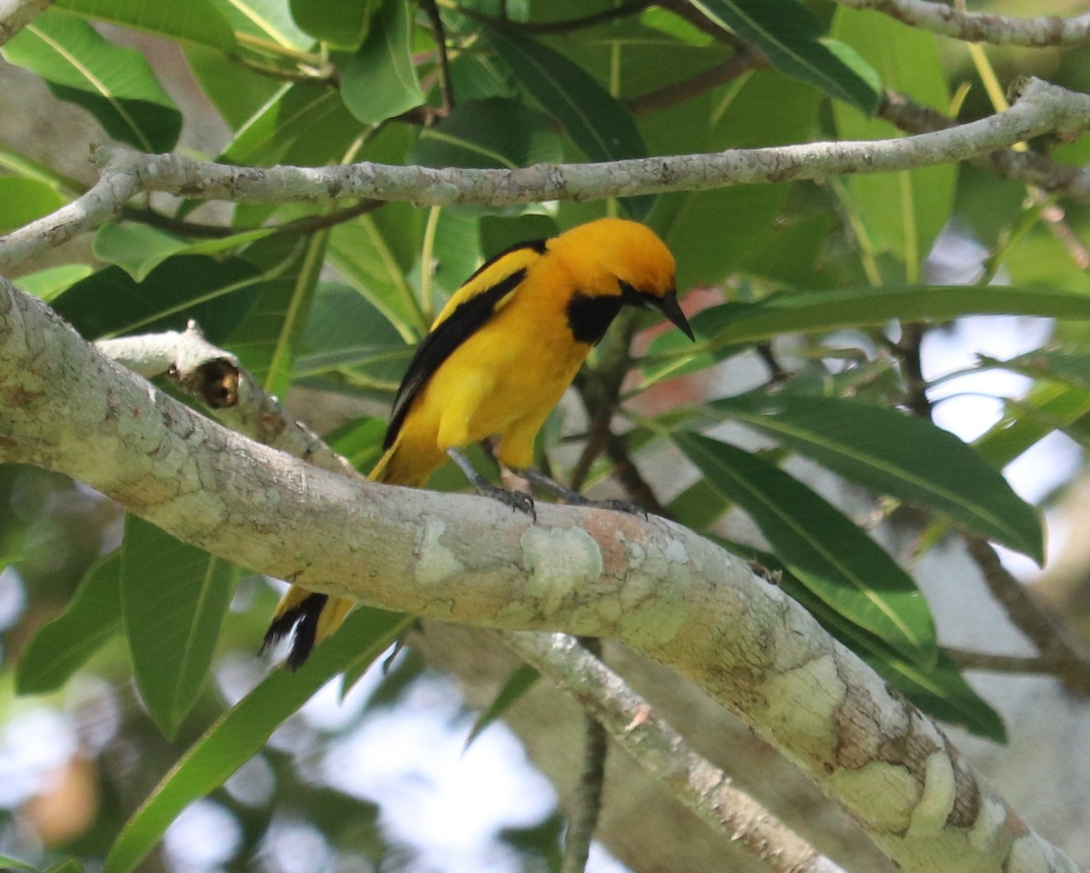 Oriole à queue jaune - ML620351072