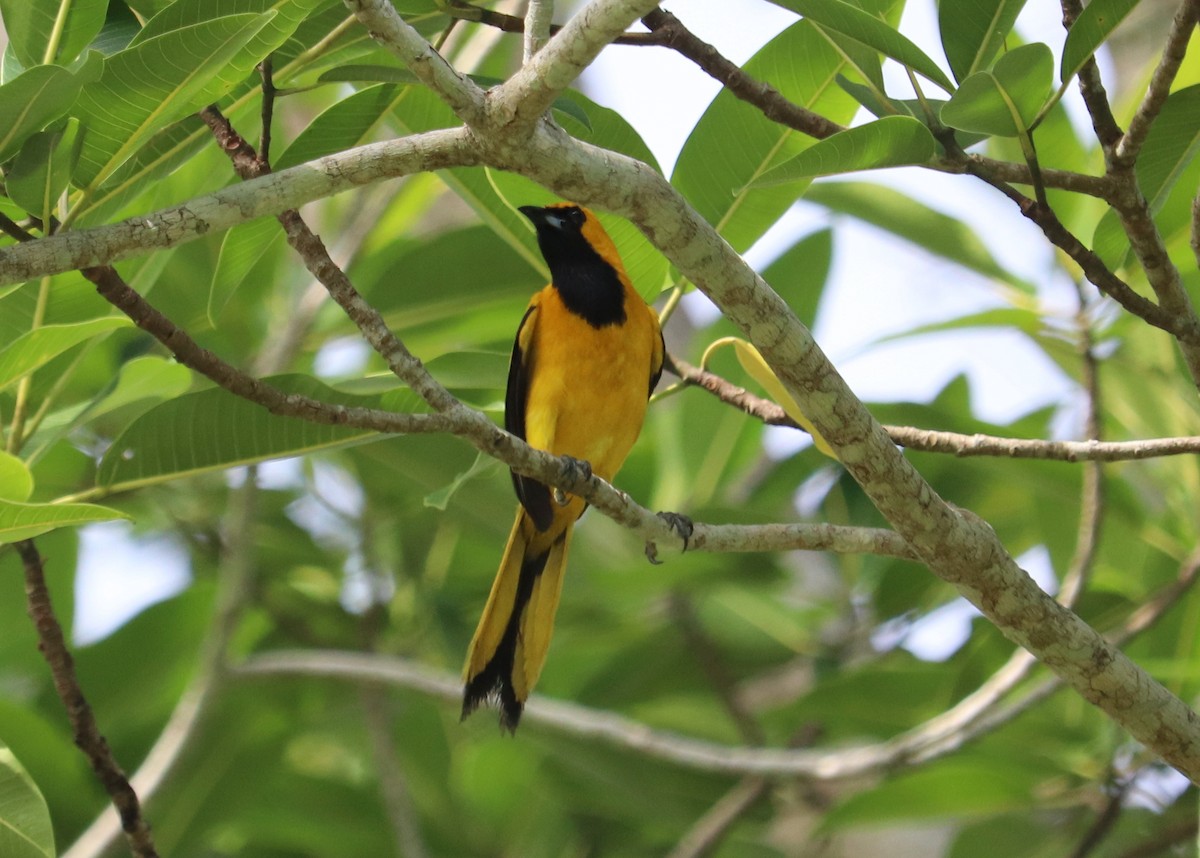 Oriole à queue jaune - ML620351074