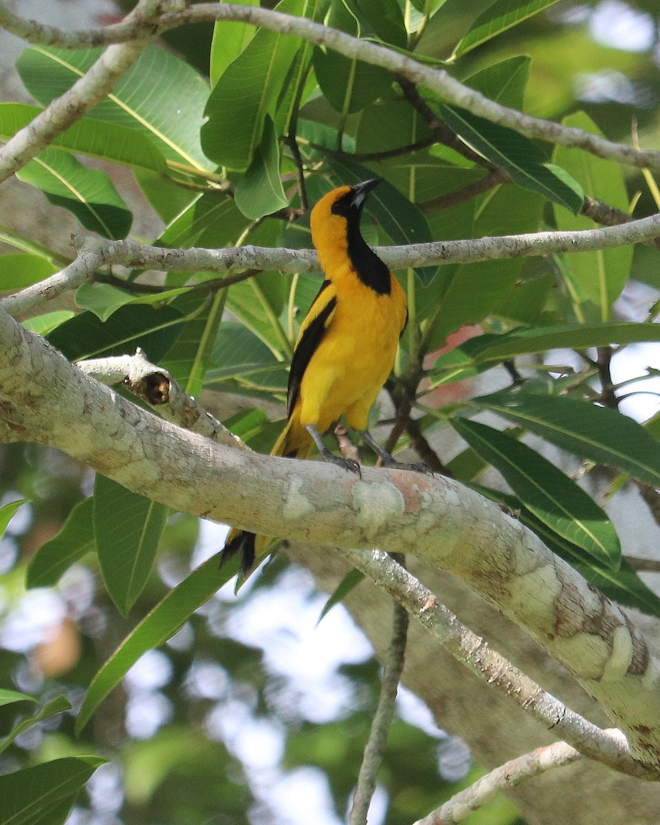 Yellow-tailed Oriole - ML620351075