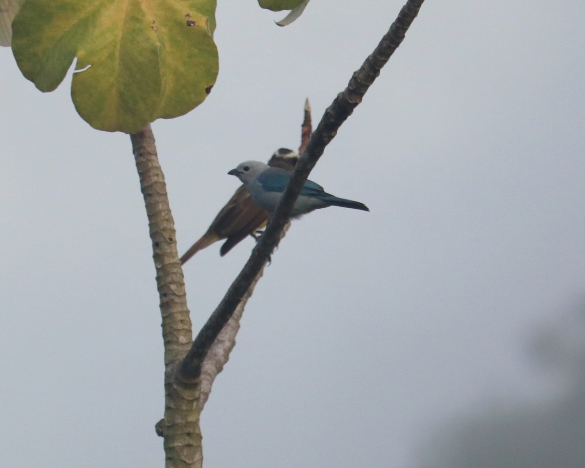Blue-gray Tanager - ML620351082