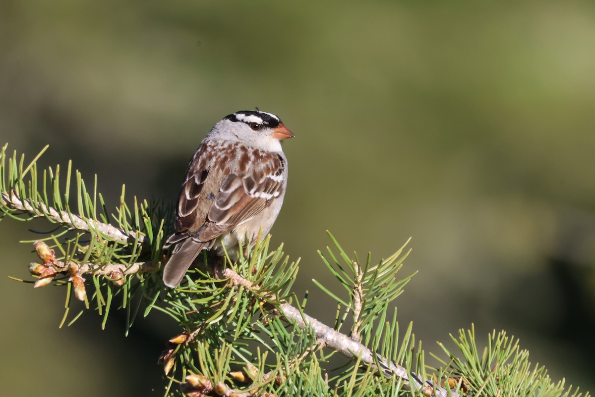 White-crowned Sparrow - ML620351097