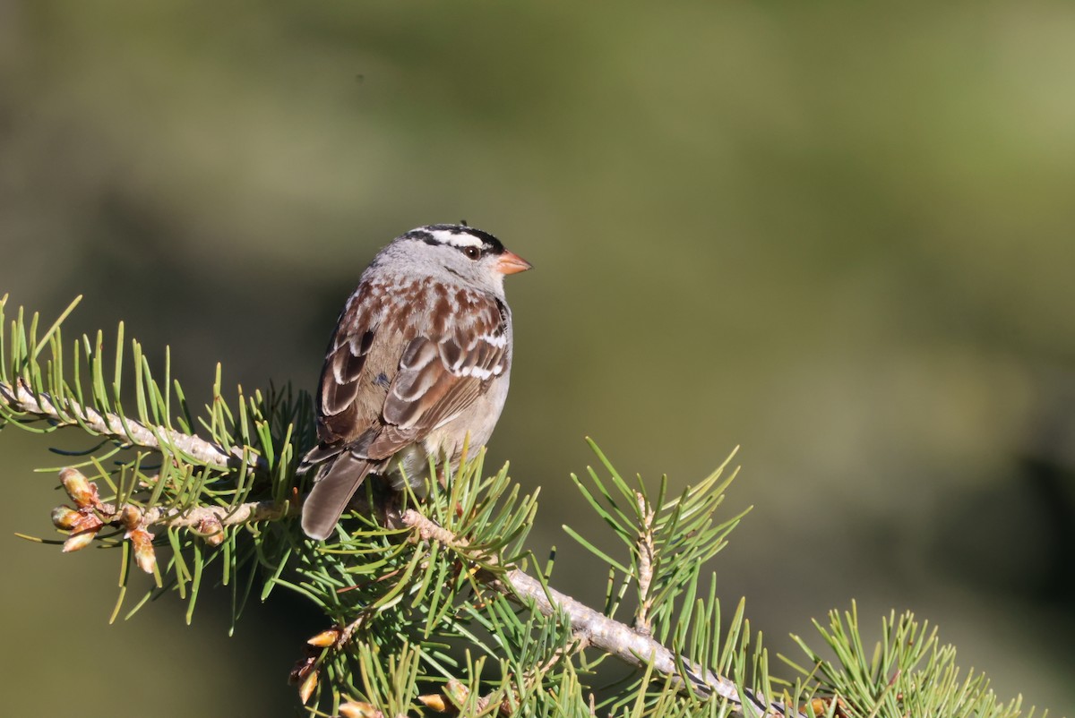 White-crowned Sparrow - ML620351098
