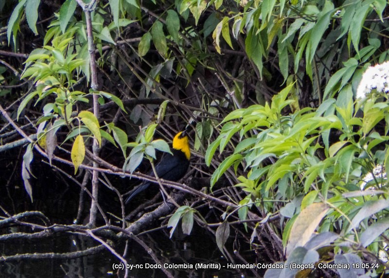 Yellow-hooded Blackbird - ML620351107