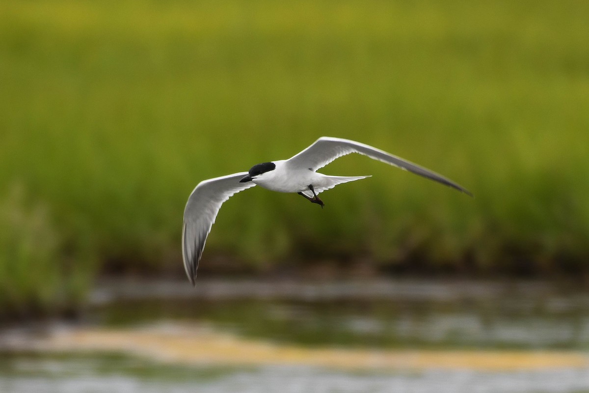 Gull-billed Tern - ML620351108