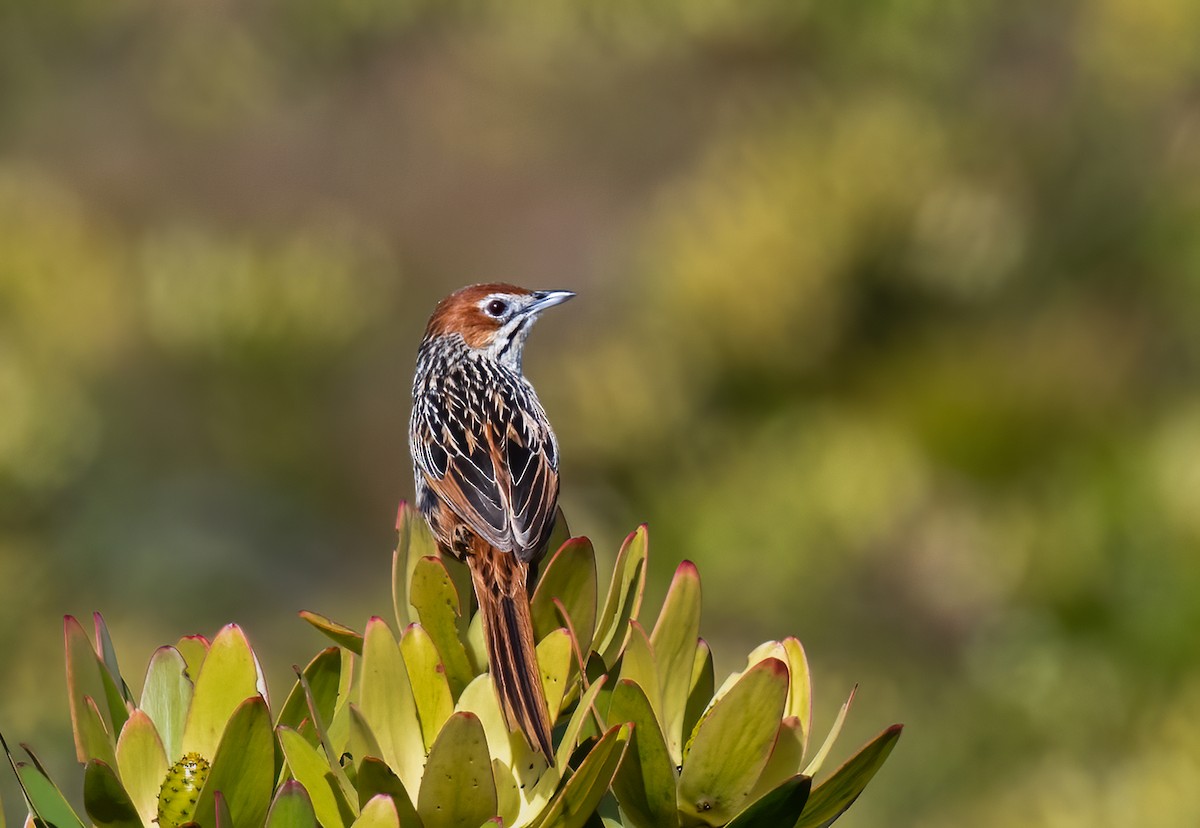 Cape Grassbird - Jim Merritt
