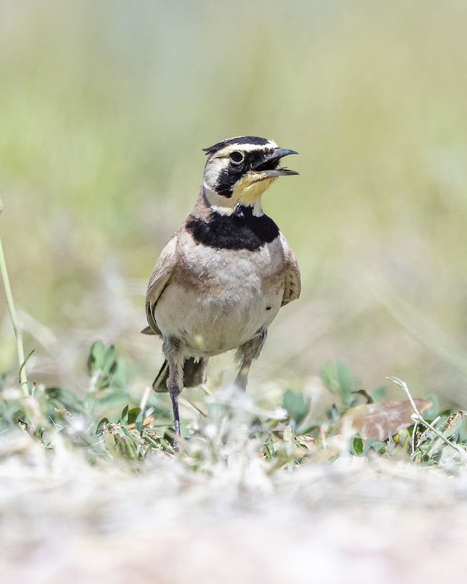 Horned Lark - ML620351128