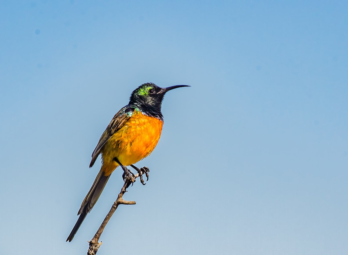 Orange-breasted Sunbird - ML620351145