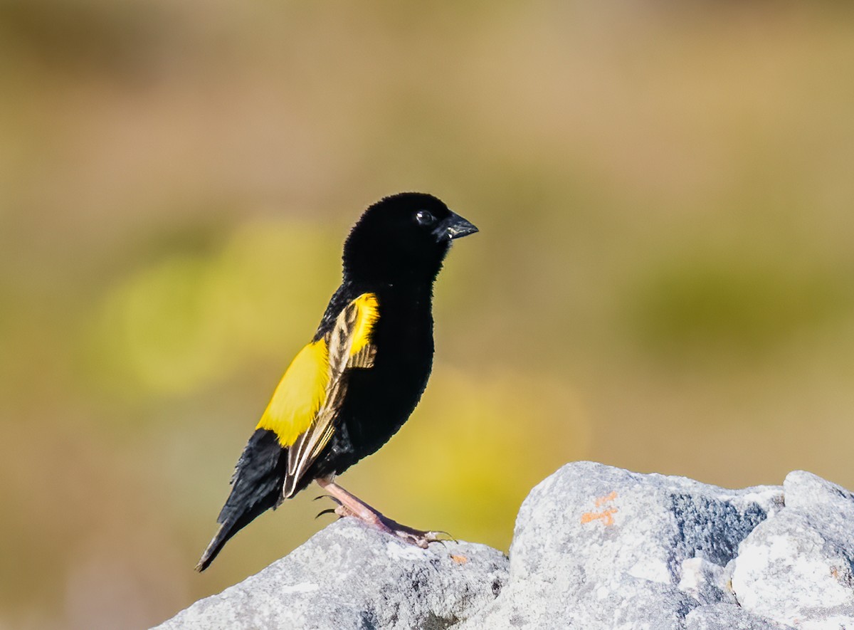 Obispo Culigualdo (grupo capensis) - ML620351147