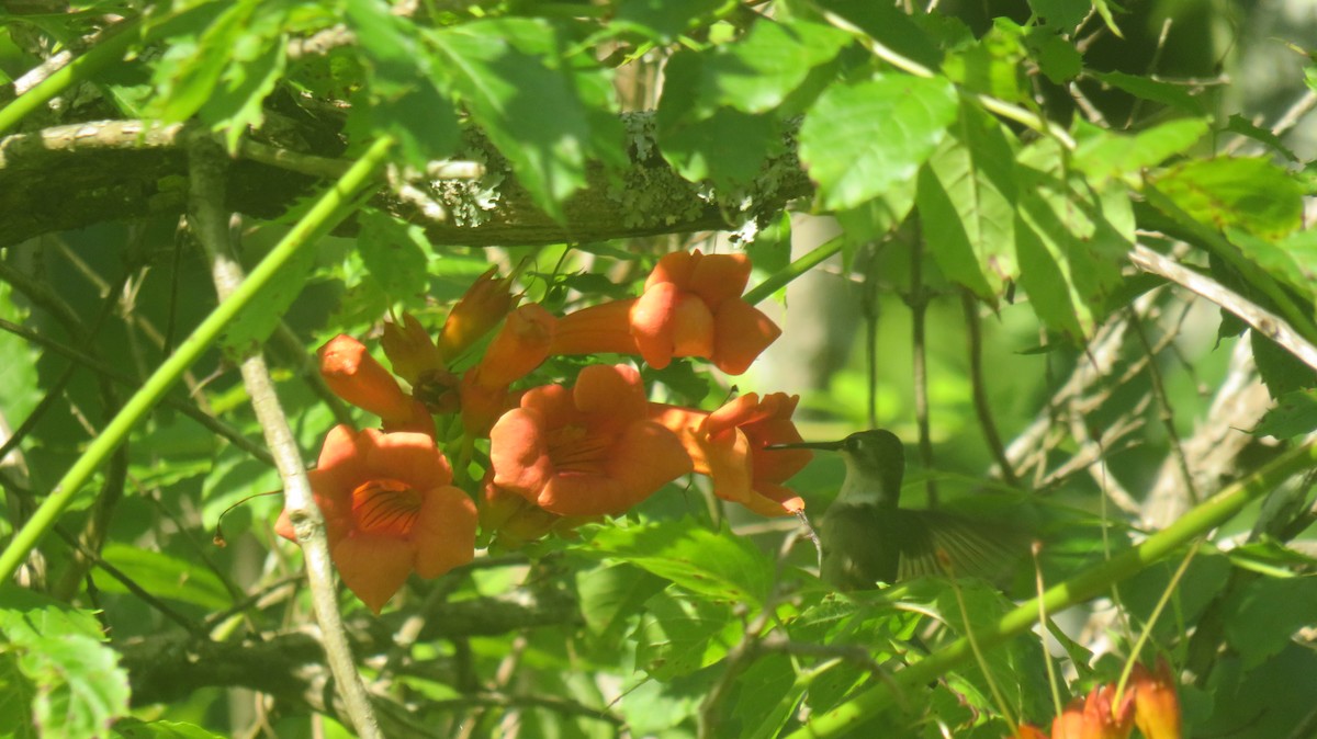 Ruby-throated Hummingbird - ML620351149