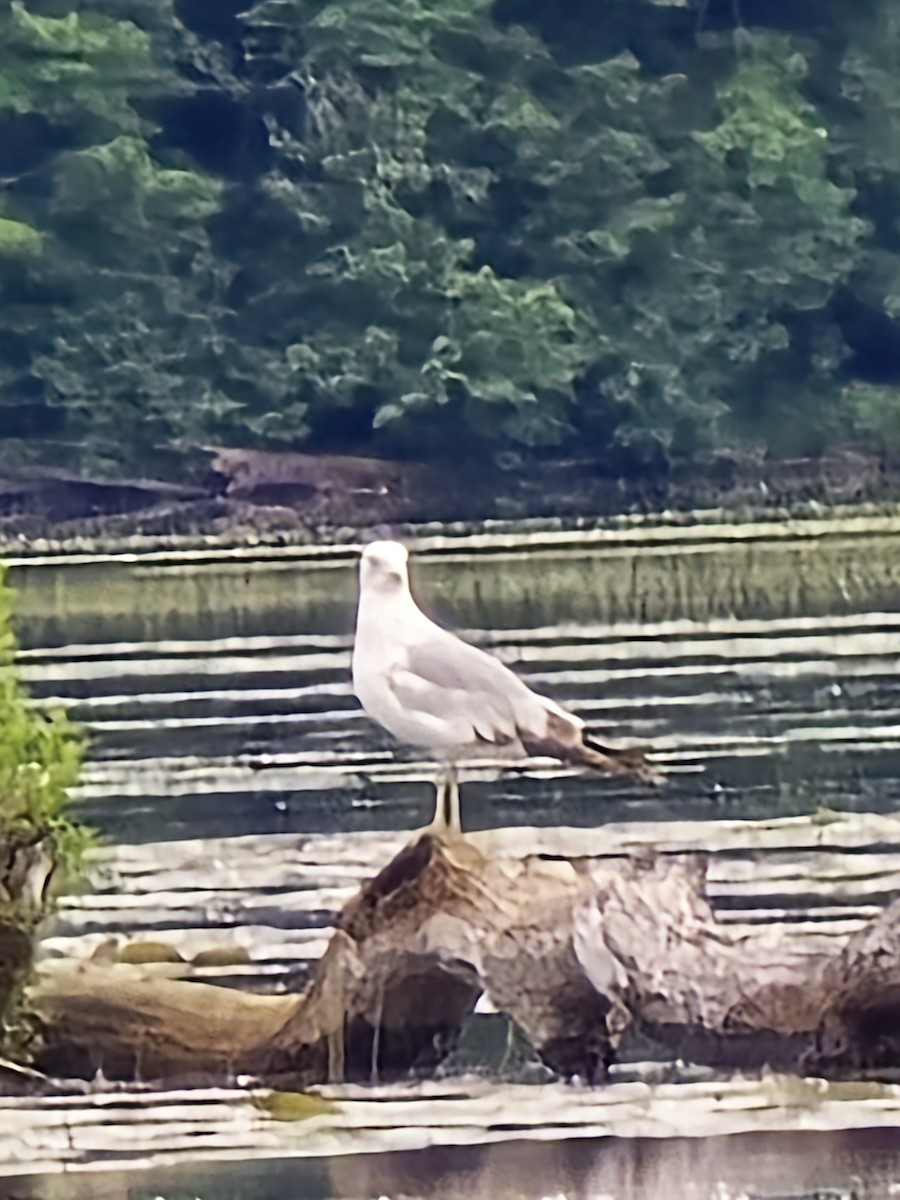 Ring-billed Gull - ML620351151