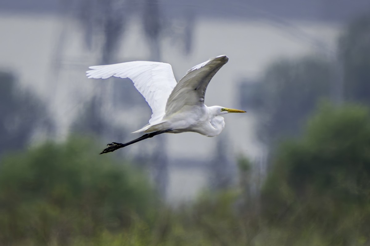 Great Egret - ML620351154