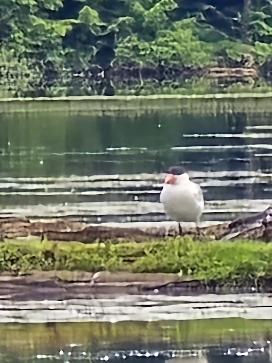 Caspian Tern - ML620351163