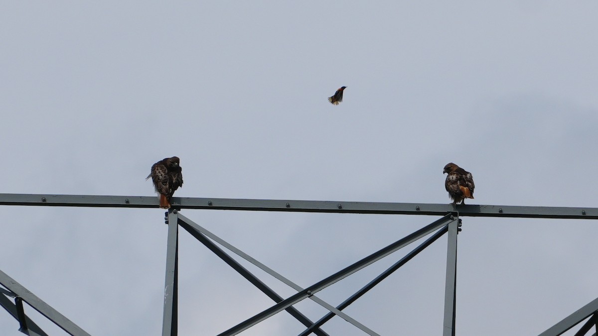 Red-tailed Hawk - ML620351181