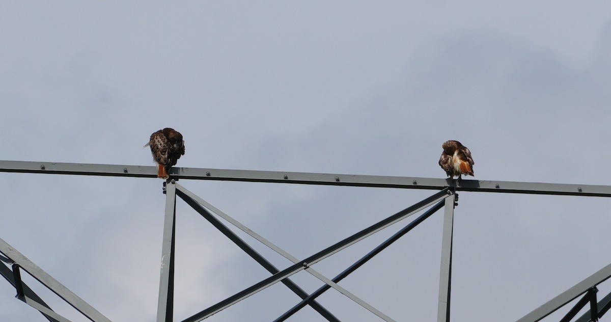 Red-tailed Hawk - Melody Ragle