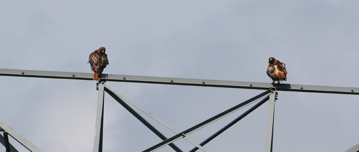 Red-tailed Hawk - ML620351183