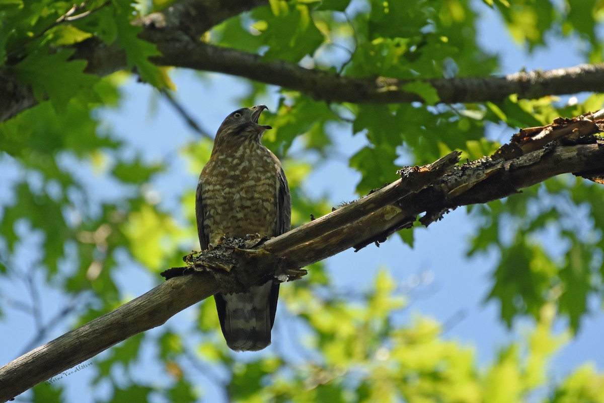 Broad-winged Hawk - ML620351185